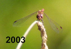 2003